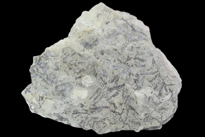 Plate Of Silurian Fossil Algae (Leveillites) - Estonia #102637